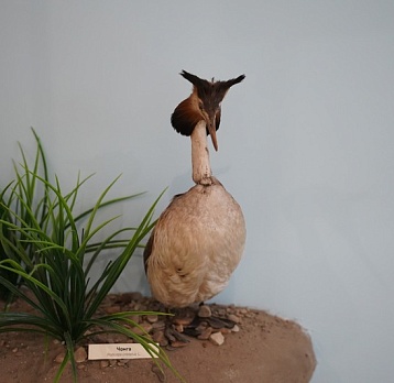 Чомга – птица года